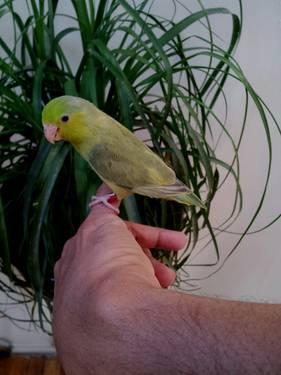 Christmas Sale ..2 Females Green Babies Split To Green Pied Parrotlets