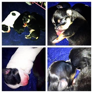 Ckc/Akc Long and Short Haired Chihuahua Puppies