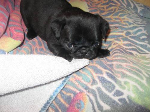 CKC Black Female Pug Puppy-9 weeks old