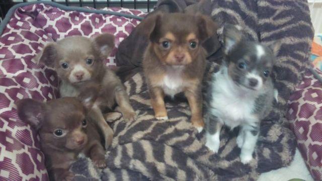 CKC Chihuahua Puppies