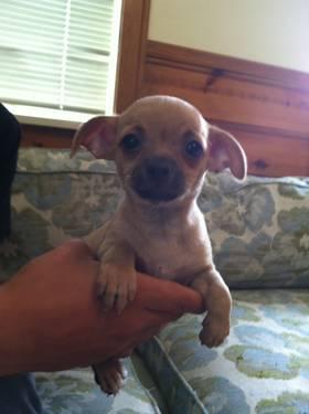 CKC Chihuahua puppies for sale