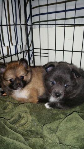 CKC Pomeranian puppies