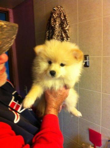 CKC Pomeranian Puppies For Sale! (New Borns as of 9/1/14)