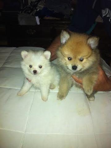 CKC Pomeranian Puppy! (NEW BORNS as of 9/1/14)!