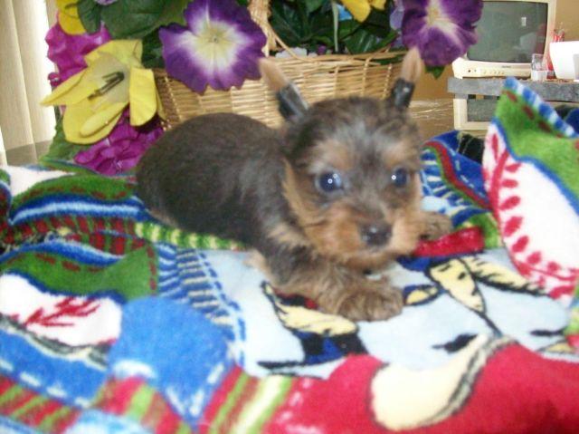 CKC Purebred Yorkie Yorkshire Terrier Male - Gray