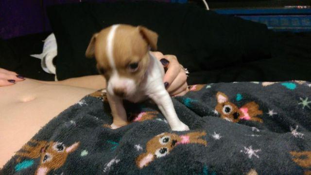 CKC registered Chihuahua Puppies