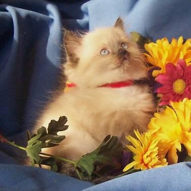 Classic Seal Point Doll Face Himalayan Persian boy Kitten Ready Now
