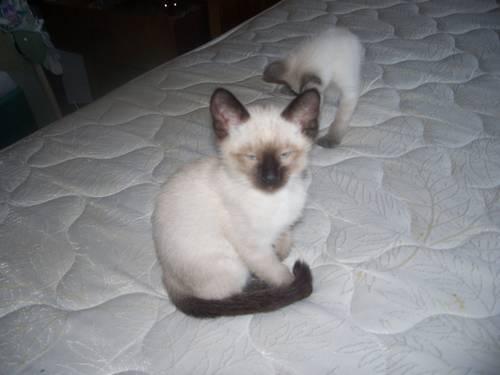 Classic Siamese Kittens For Sale Updated 7/9/2013
