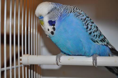 clearance prices on large english budgies