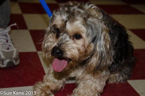 Cockapoo - Oliver - Small - Adult - Male - Dog