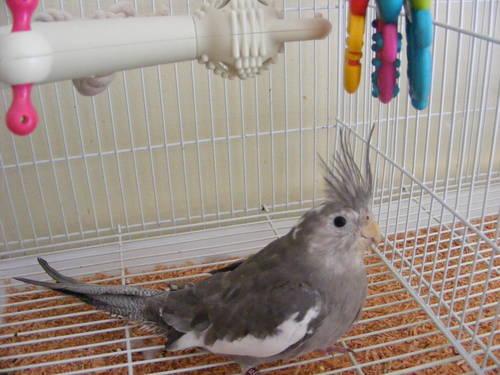 Cockatiel Chicks for Sale! Lower Price!!