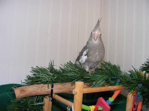 Cockatiels ready for Christmas!!