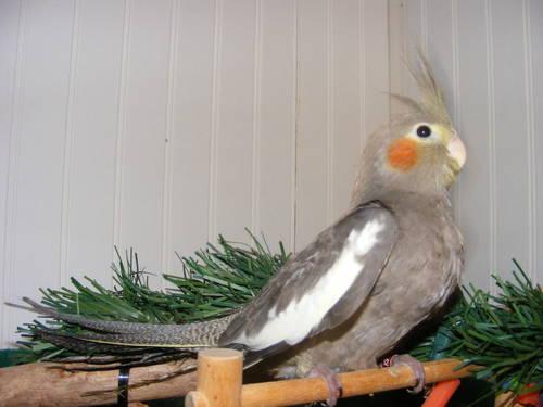 Cockatiels ready now! Lower Price!!