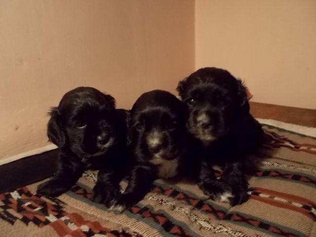 COCKERSPANIEL puppies ready June 5th