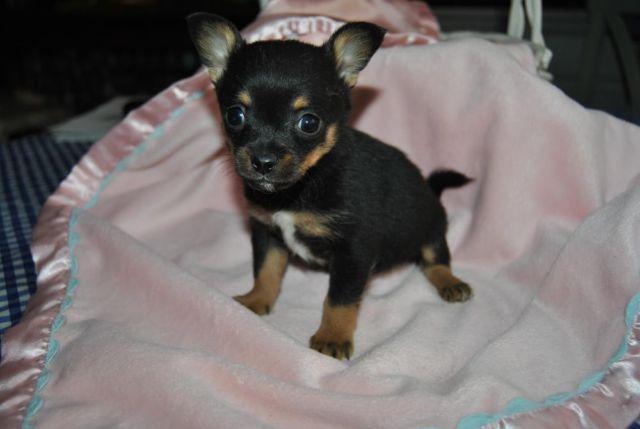 Coco is a Adorable Pomchi Puppy Male 7 weeks old
