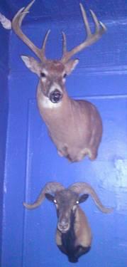 Collect them both! 8 point deer mount and an African Mt. goat mount