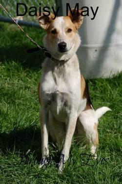 Collie - Daisy May - Large - Young - Female - Dog