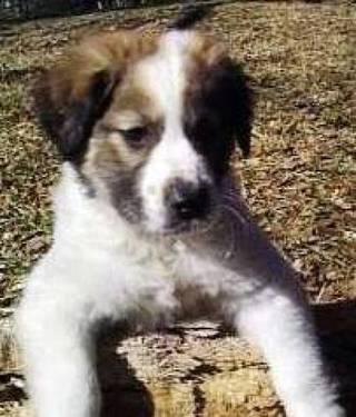 Collie - Ready Sat., Mar. 9th - Large - Baby - Female - Dog