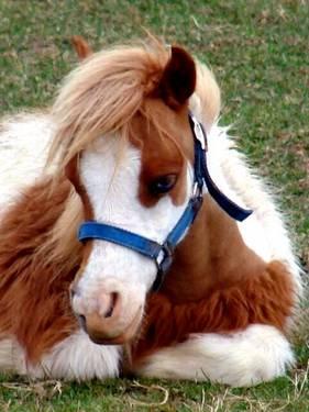 Colorful (AMHA/AMHR) Miniature Horse - Mini Horse - Sorrel Pinto