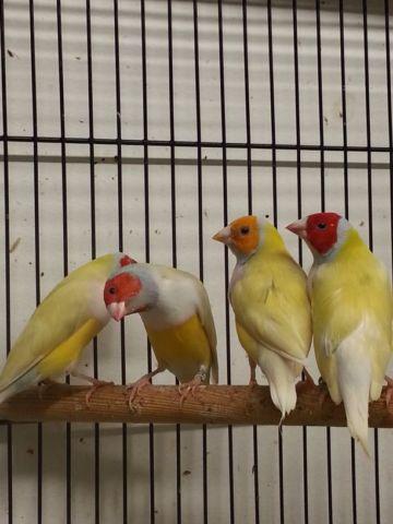 Colorful gouldian finches