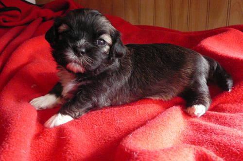Colorful Litter of AKC Lhasa Apso Puppies