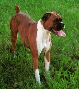 COMING SOON: AKC champion line Boxer puppies