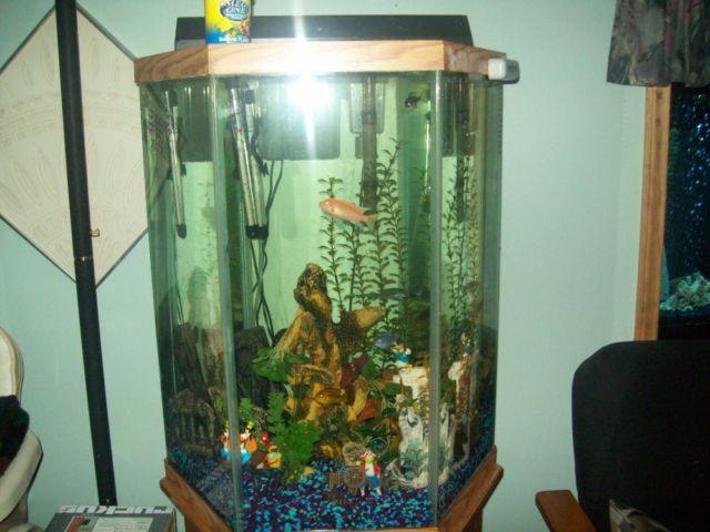 complete 10 gallon aquarium