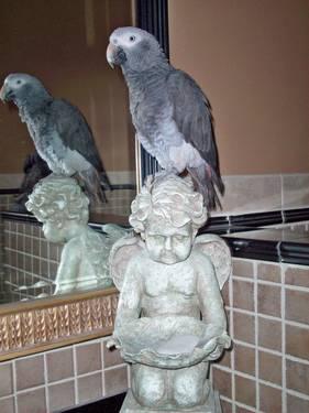 Congo African Grey Breeding Age 8 have other birds small to home out