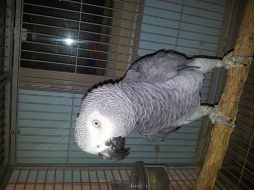 Congo african grey male DNA test 4 sale or trade 4 female