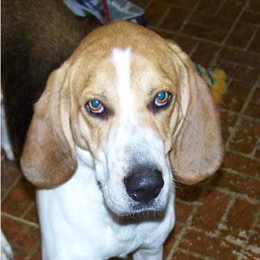 Coonhound - Carly - Large - Young - Female - Dog