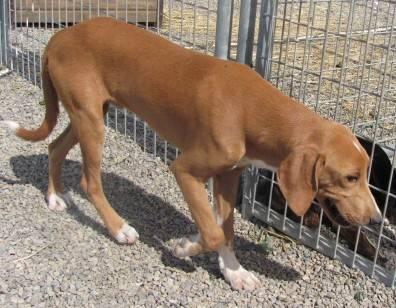 Coonhound - Stray - Medium - Young - Male - Dog