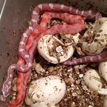 Corn Snake Hatchlings are ready!