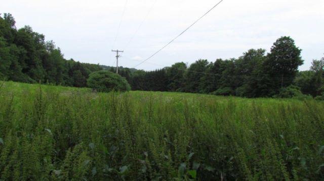 Country Acreage on Henneberry Road in Pompey NY Onondaga County 18 Ac