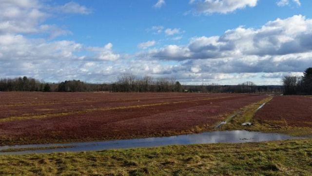 CRANBERRY FARM in Williamstown NY --- Currently in FULL PRODUCTION