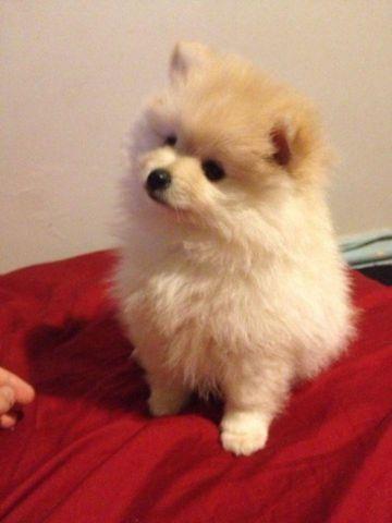 Cream and White Male Pomeranian Puppy!!