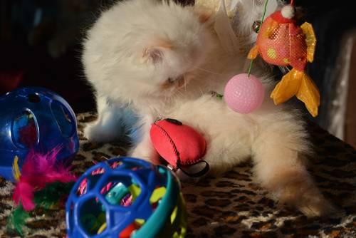 Cream Point Persian Male Kitten