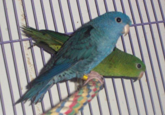 Creamino And Cobalt Lineolated Parakeet Pair
