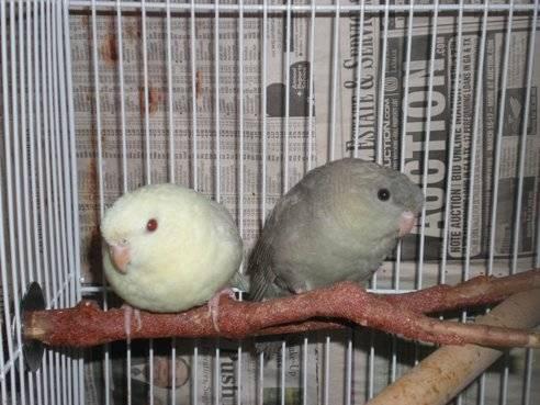 CREAMINO PARROTLET FOR SALE!!! EXTREMLY RARE!!!