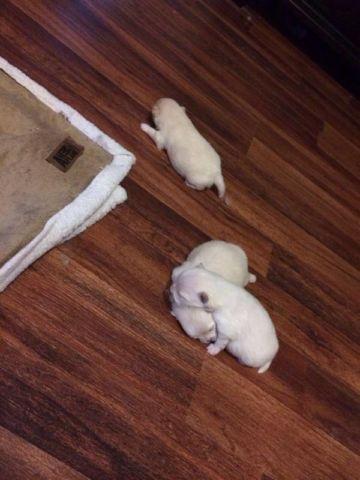 Creamy white/ light cream pomeranian pups