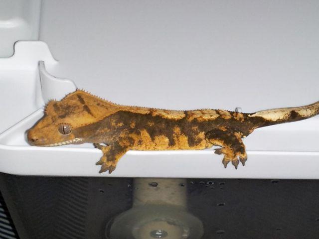 CRESTED GECKO FOR SALE