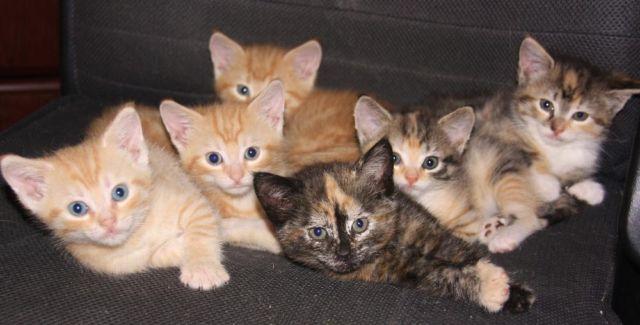 Cuddly Kittens-The Purrfect Mother's Day Gift!