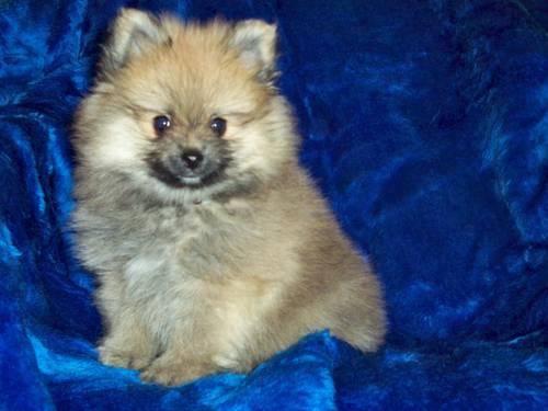 Cuddly Male AKC Pomeranian Puppy - DOB: 03/11/13
