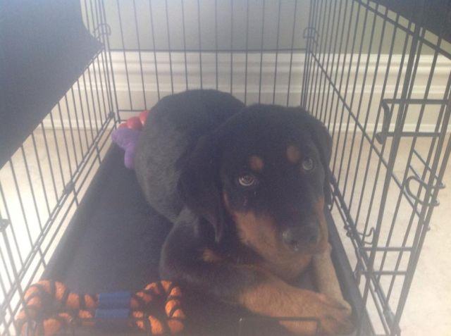 Cute 11 week old Rottweiler puppy for sale