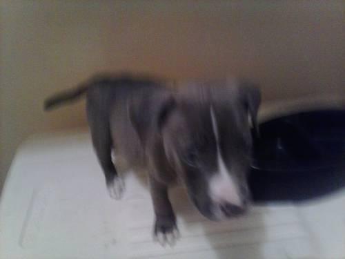 cute 9 week old blue nose pitbull up for rehoming price is neg.i