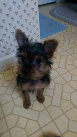 Cute AKC Chorkie puppy (8 weeks old, Chihuahua-Yorkshire mix)
