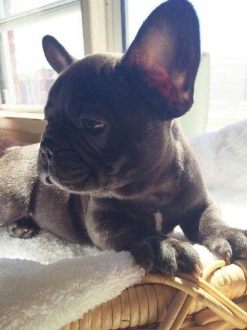 Cute AKC French Bulldog boy looking for a new home