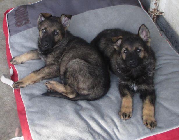 Cute AKC German Sheperd Puppies