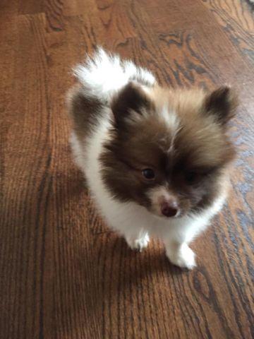 Cute AKC Pomeranian Puppy for adoption -10 weeks old
