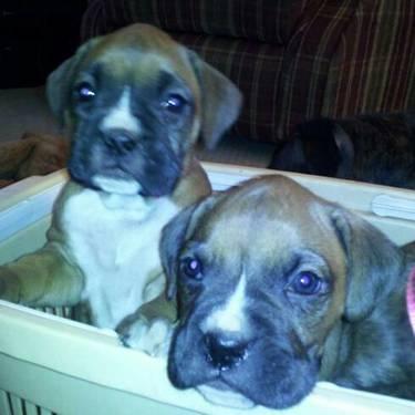 Cute AKC Registered Boxer Puppies