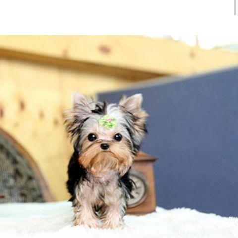 cute akc yorkie terrier puppy